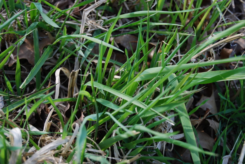 dsc_0027 leaves of grass