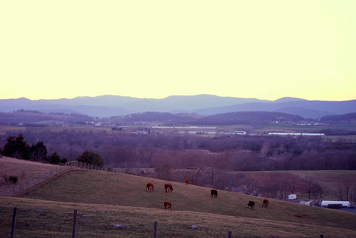 Backyard cattle in Springtime, 2011