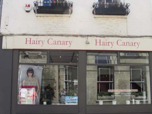 Hairy Canary x